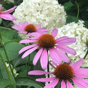 Meet your Posher, Meandering Momma